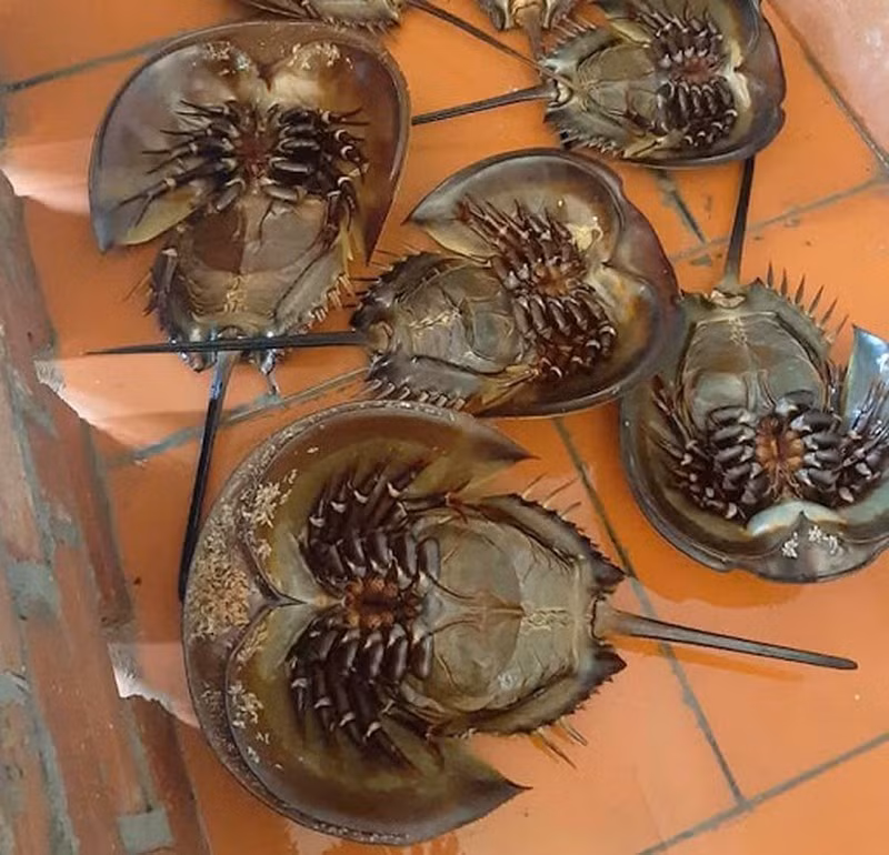 Mau sam bien ban dat gap tram lan thit sam bien-Hinh-4