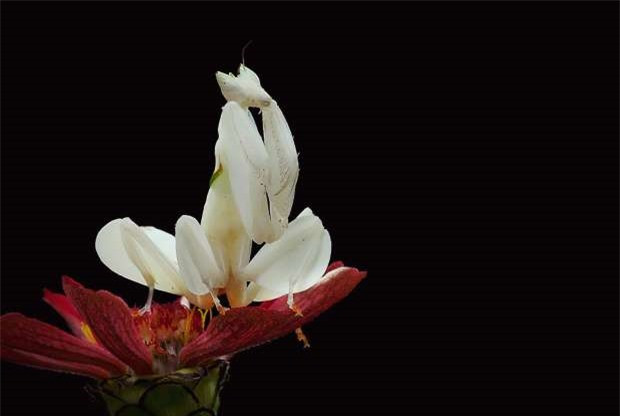 Bọ ngựa phong lan là một loài côn trùng đặc biệt khi chúng có thể biến hóa giống như những bộ phận của hoa phong lan để có thể dễ dàng đánh lừa con mồi. Loài động vật này cũng thay đổi được 90 màu sắc tùy theo màu sắc của hoa lan.