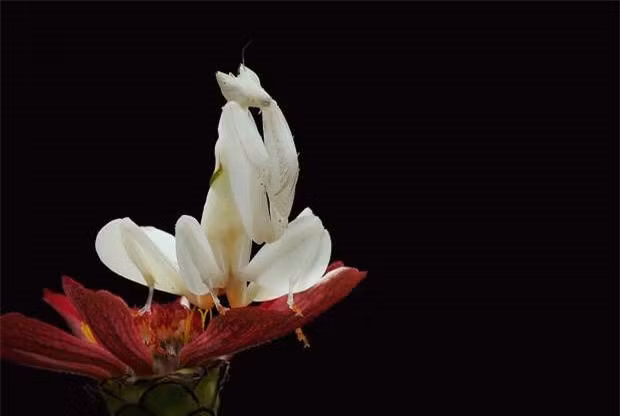 Bọ ngựa phong lan là một loài côn trùng đặc biệt khi chúng có thể biến hóa giống như những bộ phận của hoa phong lan để có thể dễ dàng đánh lừa con mồi. Loài động vật này cũng thay đổi được 90 màu sắc tùy theo màu sắc của hoa lan.