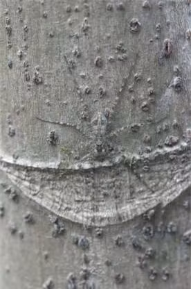 Nhện Nursey Web cũng là một bậc thầy về ngụy trang trong tự nhiên.