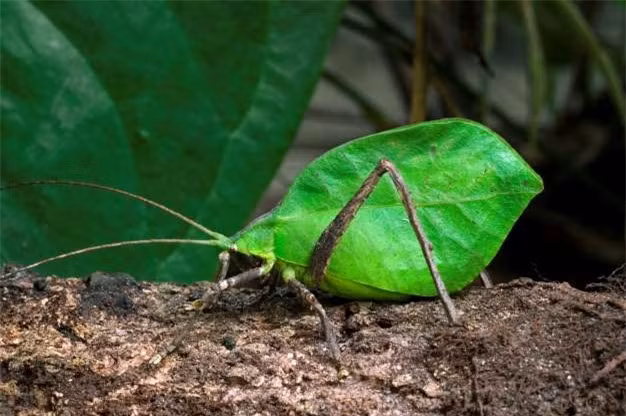 Chú châu chấu voi này trông không khác gì một chiếc lá.