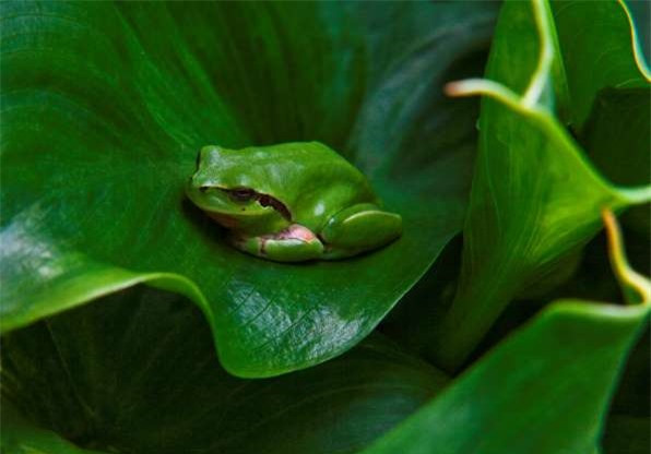 Màu xanh của ếch cây khiến chúng dễ dàng ẩn nấp trong tự nhiên mà không bị kẻ thù phát hiện.