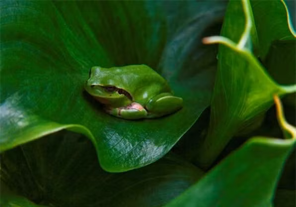 Màu xanh của ếch cây khiến chúng dễ dàng ẩn nấp trong tự nhiên mà không bị kẻ thù phát hiện.