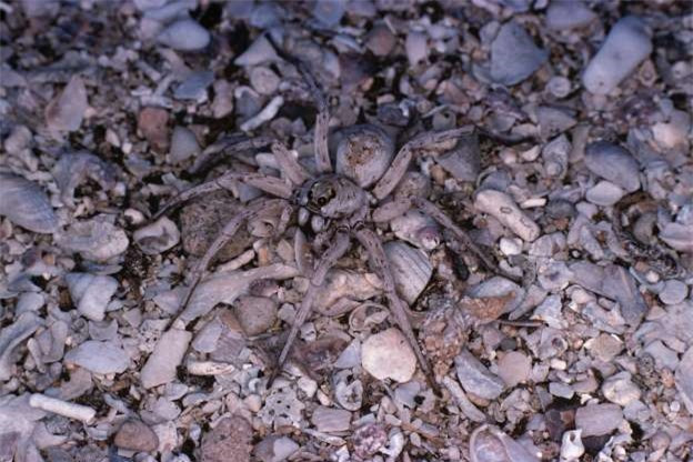 Một chú nhện sói đang "tàng hình" trong thiên nhiên. 