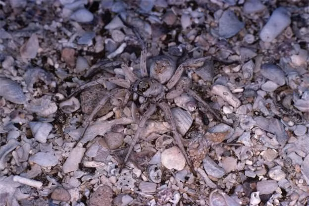 Một chú nhện sói đang "tàng hình" trong thiên nhiên. 