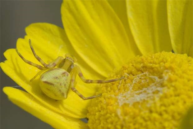 Chú nhện này có khả năng biến hóa khôn lường với màu sắc gần giống như màu của những cánh hoa.