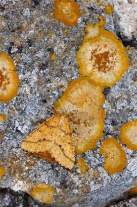 Khó ai có thể phát hiện ra một chú bướm đang ngụy trang khi nó có màu sắc giống hệt với môi trường xung quanh.