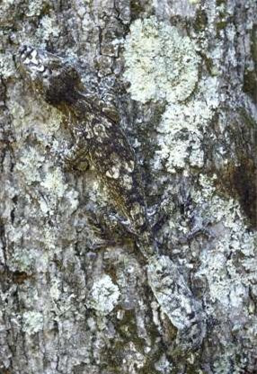 Thằn lằn Madagascar có thể thay đổi màu sắc trùng khớp với môi trường xung quanh đến khó tin.