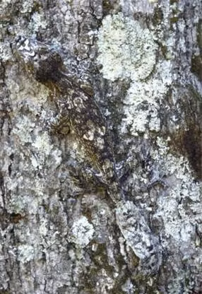 Thằn lằn Madagascar có thể thay đổi màu sắc trùng khớp với môi trường xung quanh đến khó tin.