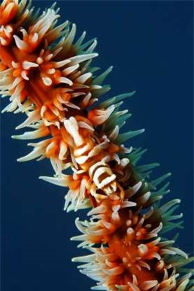 Đúng như tên gọi, tôm san hô có hình dạng ngụy trang giống như một nhánh san hô để có thể tránh những kẻ săn mồi.