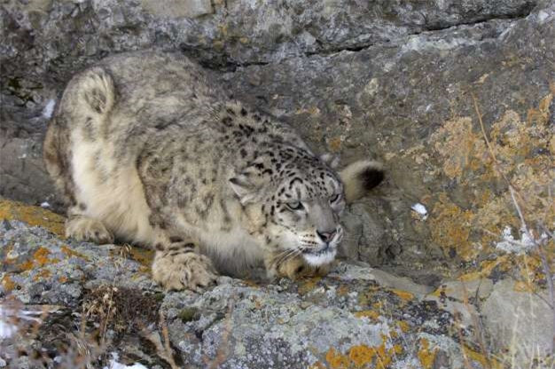 Báo tuyết cũng là một loài động vật có thể biến hóa tài tình trong tự nhiên.