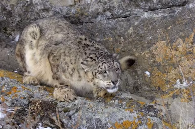 Báo tuyết cũng là một loài động vật có thể biến hóa tài tình trong tự nhiên.