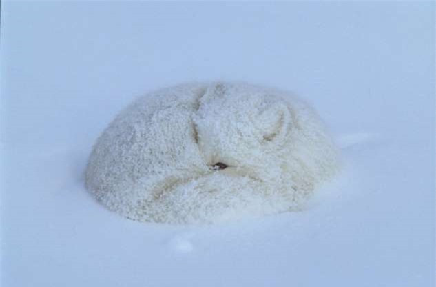 Bộ lông trắng khiến cáo Bắc cực có thể dễ dàng ẩn mình trong làn tuyết trắng xóa.