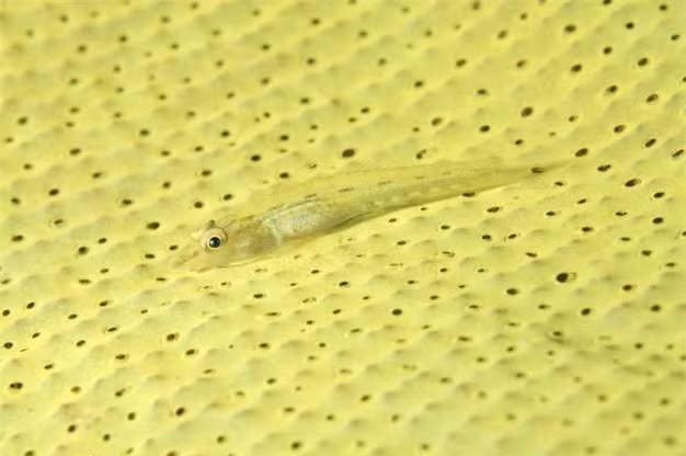 Một chú cá bống đang ngụy trang với màu sắc giống như môi trường tự nhiên xung quanh.