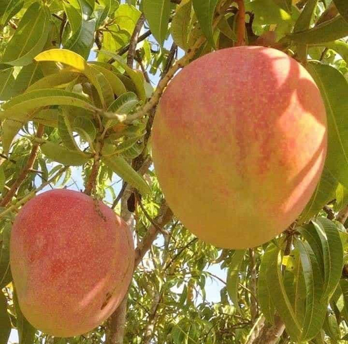 Xoài Úc bán đầy chợ 10.000 đồng/kg vẫn ế - Hình 3 Xoai Uc ban day cho 10.000 dong/kg van e-Hinh-3