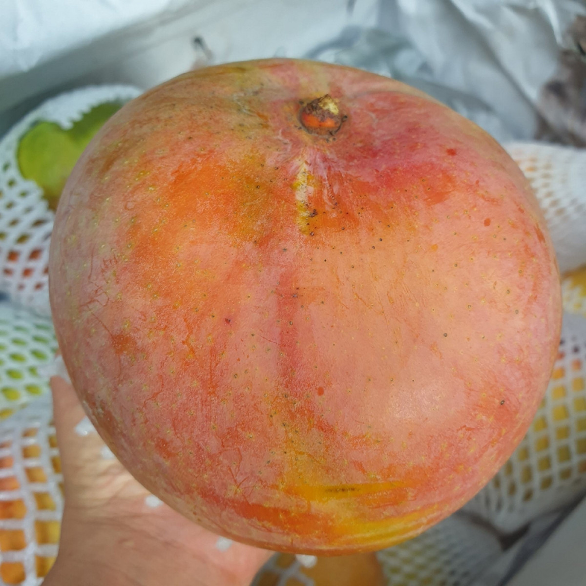 Xoài Úc bán đầy chợ 10.000 đồng/kg vẫn ế - Hình 4 Xoai Uc ban day cho 10.000 dong/kg van e-Hinh-4