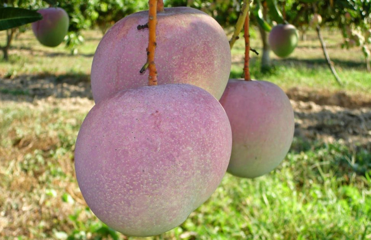 Xoài Úc bán đầy chợ 10.000 đồng/kg vẫn ế - Hình 5 Xoai Uc ban day cho 10.000 dong/kg van e-Hinh-5