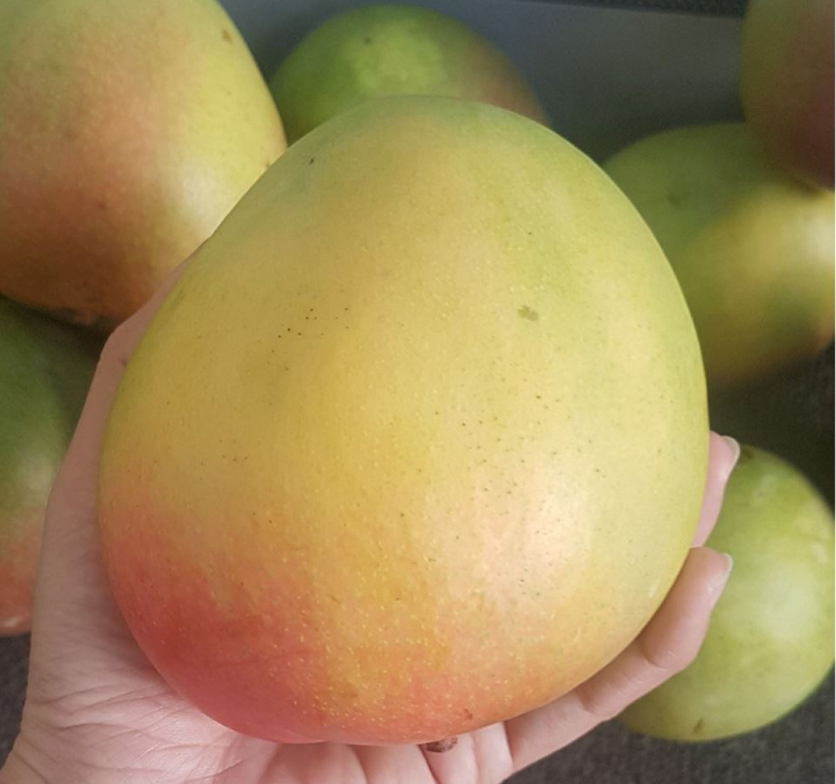 Xoài Úc bán đầy chợ 10.000 đồng/kg vẫn ế - Hình 2 Xoai Uc ban day cho 10.000 dong/kg van e-Hinh-2