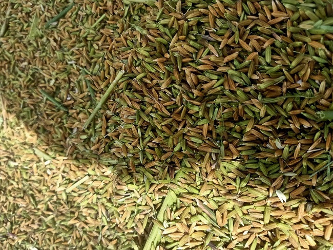 Bi mat ve loai gao dat gap 10 lan gao thuong-Hinh-5