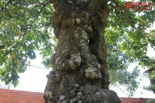 Cay khe tren 200 tuoi, dai gia tra 2,6 ty chu nhan chua ban-Hinh-4