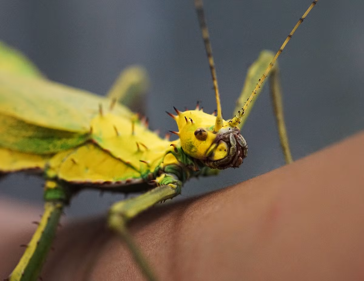 Cận cảnh mặt một con nhộng rừng Malayan.