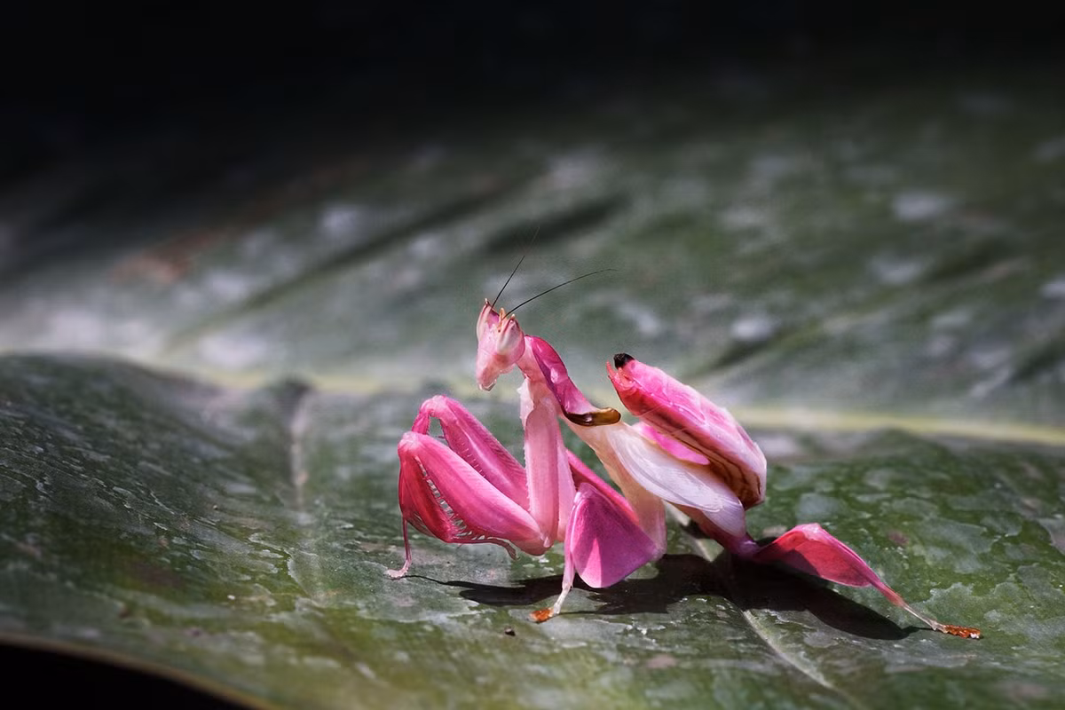 Con này có tên bọ ngựa phong lan. Dù mang vẻ ngoài ngọt ngào, đây lại là sinh vật nguy hiểm. Chúng được mệnh danh là "kẻ ăn thịt" trong giới côn trùng.