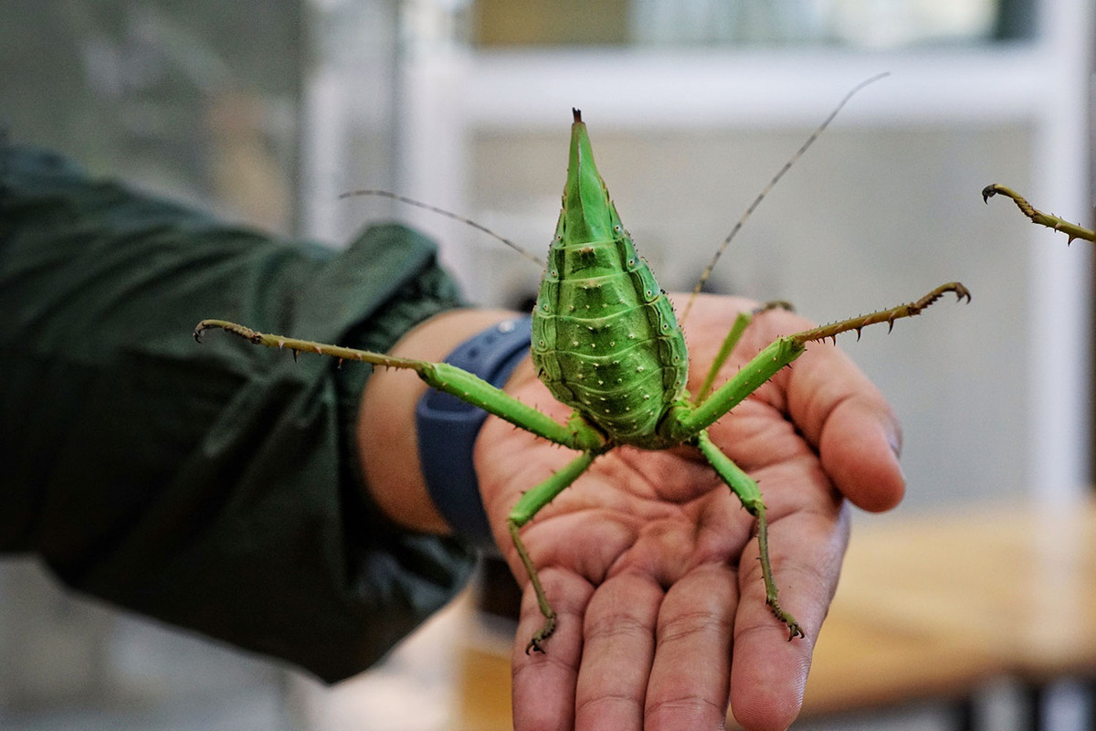 Trong ảnh, một con nhộng rừng Malayan. Khắp người chúng có những gai nhọn. Chúng có xu hướng tấn công kẻ thù bằng hai chân sau.
