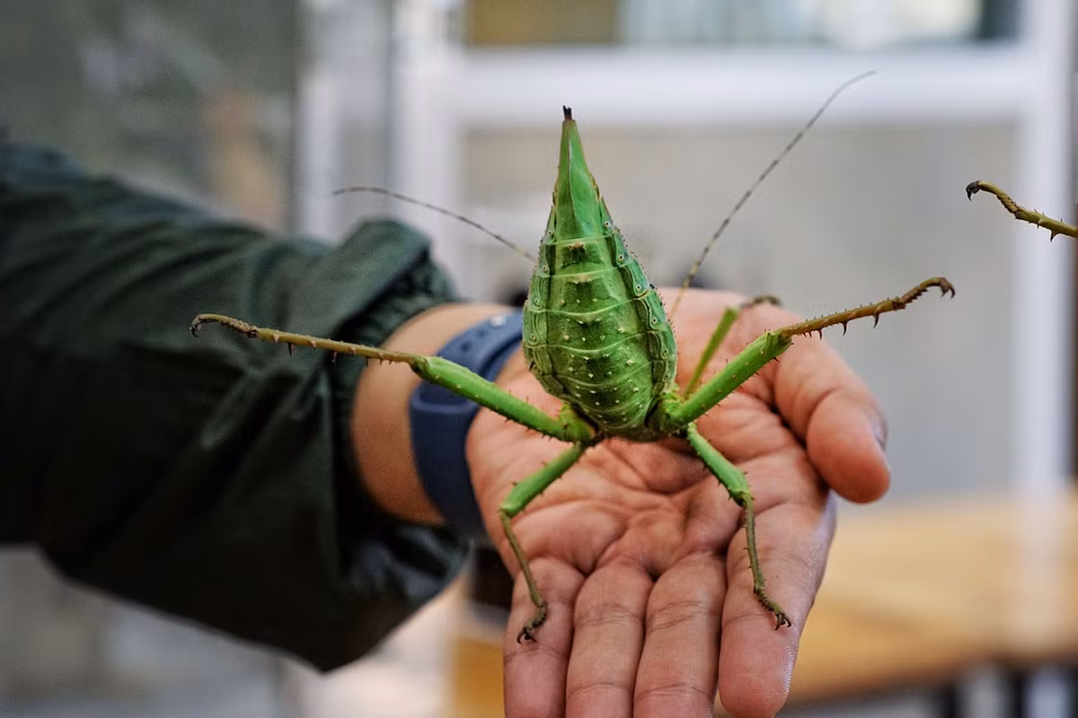 Trong ảnh, một con nhộng rừng Malayan. Khắp người chúng có những gai nhọn. Chúng có xu hướng tấn công kẻ thù bằng hai chân sau.