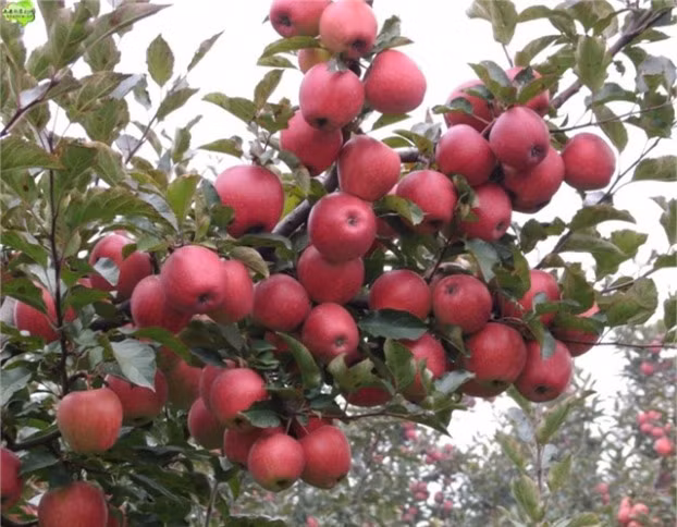 5 giac mo bao hieu phu quy sap ap den, chuyen tot ua vao nha-Hinh-5