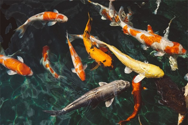 5 giac mo bao hieu phu quy sap ap den, chuyen tot ua vao nha-Hinh-3