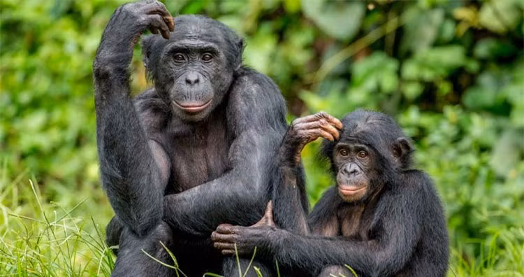 Nhung su that la lung ve cac loai dong vat ma ban khong he biet-Hinh-2