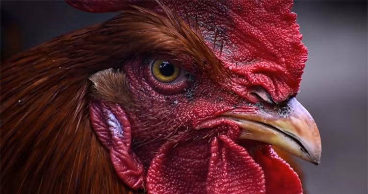 Nhung su that la lung ve cac loai dong vat ma ban khong he biet-Hinh-3