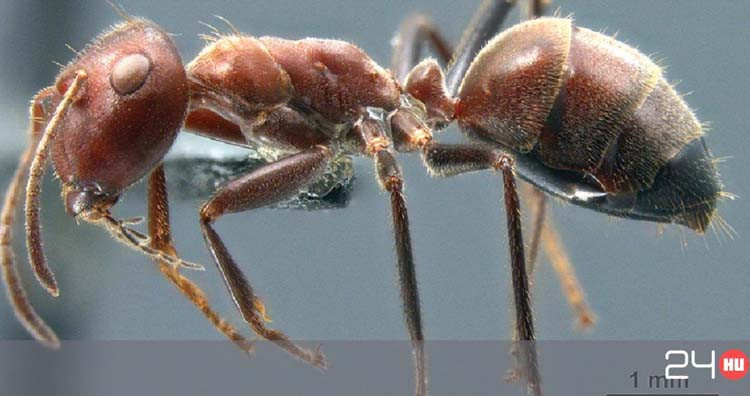 Nhung su that la lung ve cac loai dong vat ma ban khong he biet-Hinh-5