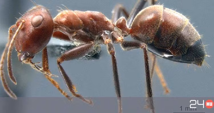 Nhung su that la lung ve cac loai dong vat ma ban khong he biet-Hinh-5