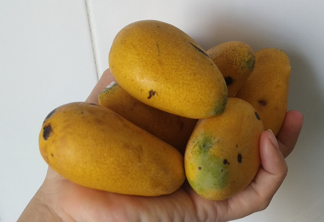 Xoai mut Trung Quoc ban chay giua luc xoai Viet Nam thu hoach ro-Hinh-4