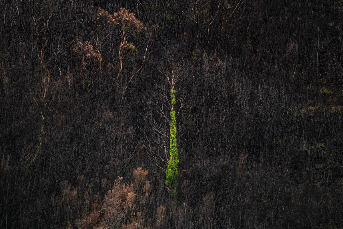 Bức ảnh khác của Palmer, chụp một thân cây đơn độc đang bắt đầu hồi sinh sau thảm họa cháy rừng ở trên núi Scotts Peak, Tây Nam Tasmania, Australia.