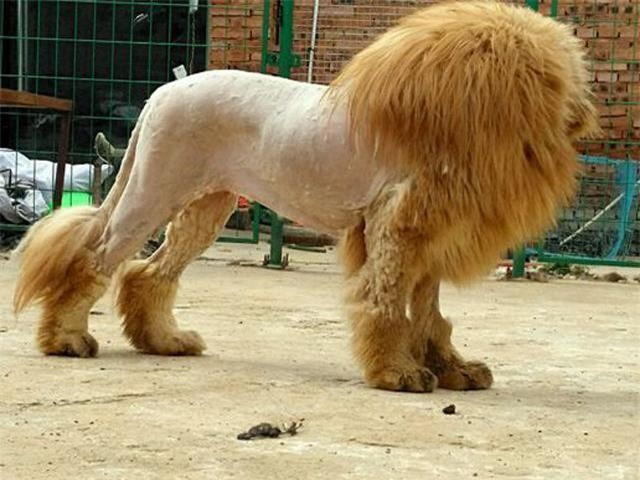 Cạo lông chó ngao Tây Tạng để trông giống sư tử ảnh 1