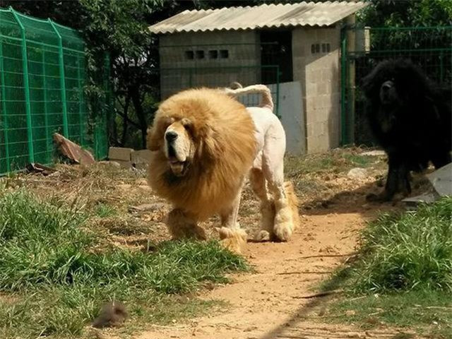 Cạo lông chó ngao Tây Tạng để trông giống sư tử ảnh 2