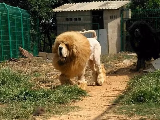 Cạo lông chó ngao Tây Tạng để trông giống sư tử ảnh 2