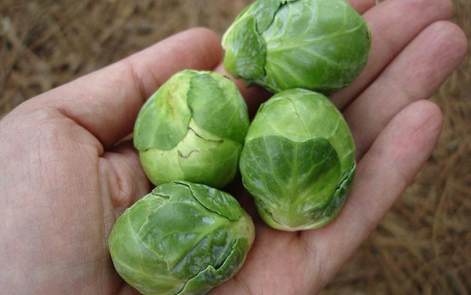 6 loại quả tí hon làm xiêu lòng các bà nội trợ 6 loai qua ti hon lam xieu long cac ba noi tro