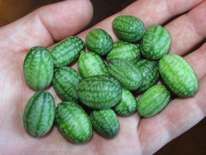 6 loai qua ti hon lam xieu long cac ba noi tro-Hinh-4