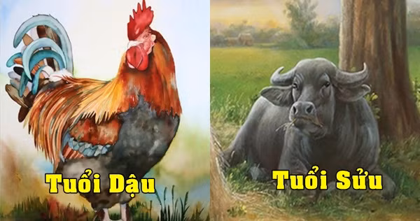 Chính vì thế, nếu trở thành phu thê, họ sẽ có trách nhiệm với đối phương. Sự chăm chỉ của tuổi Dậu kết hợp với sự ổn định của tuổi Sửu sẽ tạo nên một gia đình đầy đủ hạnh phúc, sung túc và viên mãn. 