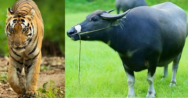  Tuổi Sửu và tuổi Dần: Những người tuổi Dần luôn tràn đầy tinh thần tự tin và xông pha. Cho dù ở trong bất kỳ hoàn cảnh nào, con giáp này cũng muốn dẫn đầu và được lãnh đạo người khác.