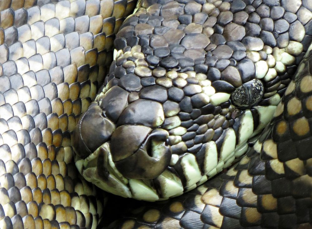  Rắn: Đạo Kito coi rắn có sự liên hệ với ma quỷ. Tuy nhiên, ở một số nền văn hóa khác, nó lại được đề cao và coi như biểu tượng cho khả năng sinh sản. Trong đạo Hindu, các vị thần cũng có mối liên hệ chặt chẽ với rắn. Ví dụ như Shiva, vị thần luôn đeo một con rắn hổ mang quanh cổ. Ảnh: Lensculture.