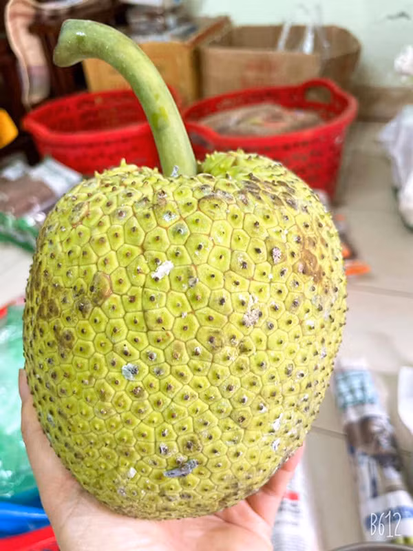 Qua la mien Tay: Ngoai trong nhu mit, trong lai giong khoai