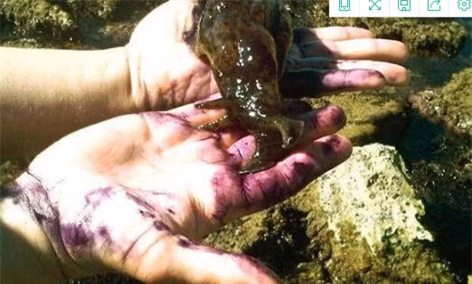 Thay sinh vat la tren bo bien, chang trai nhat len xem roi lap tuc tai mat