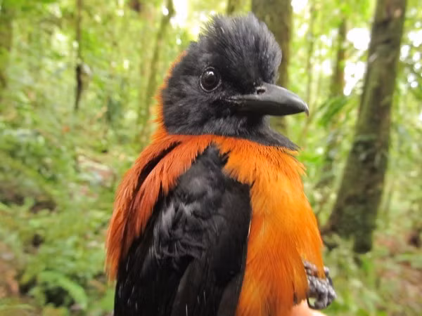 Chu chim nho phat ra mui la, tuyet doi khong cham tay vao!-Hinh-2