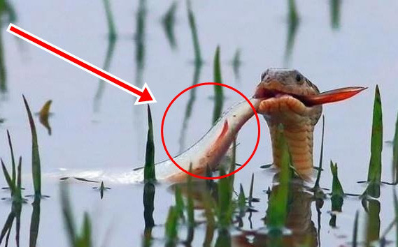 Chua cau duoc gi da phai chung kien canh con moi bi cuop mat