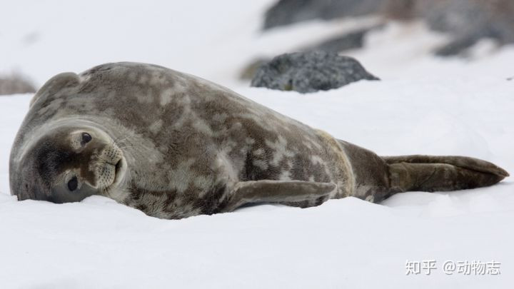 Gau Bac Cuc co the ton tai o Nam Cuc khong?-Hinh-5