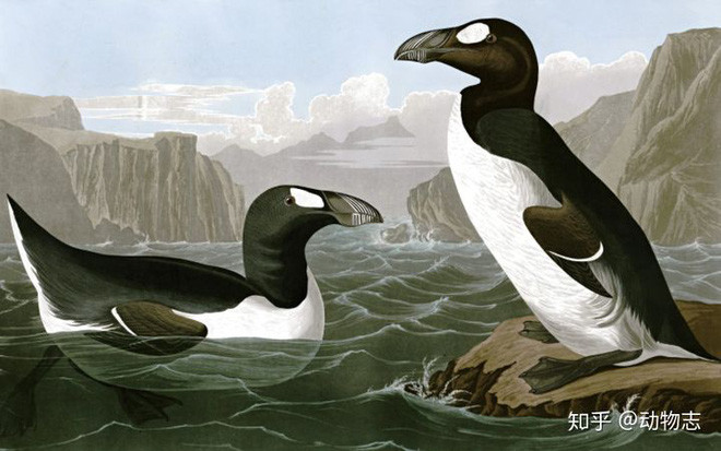 Gau Bac Cuc co the ton tai o Nam Cuc khong?-Hinh-6